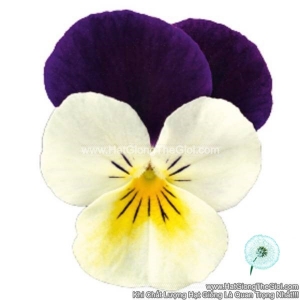 hat giong hoa viola admire white purple wing