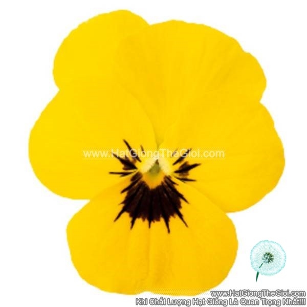 hat giong hoa viola admire yellow blotch