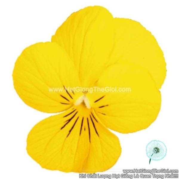 hat giong hoa viola admire yellow