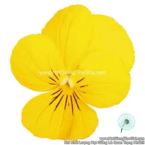 Hạt Giống Hoa Viola ADMIRE Yellow