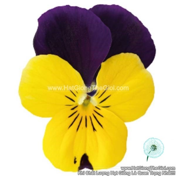 hat giong hoa viola admire yellow purple wing