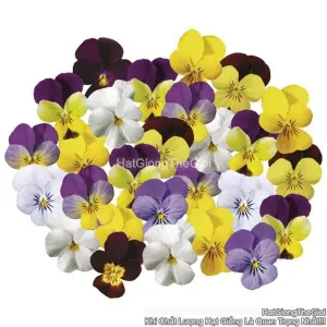 Hạt Giống Hoa Viola Rủ TG408 Mix