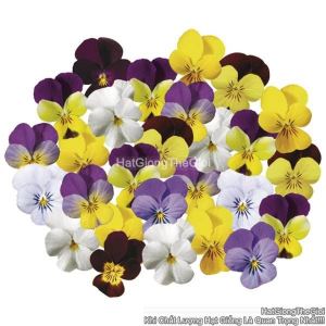 hat giong hoa viola ru tg408 mix