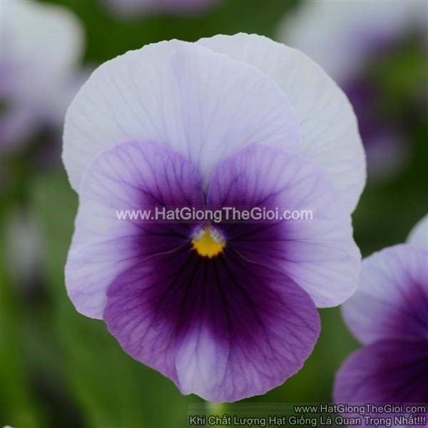 hat giong hoa viola tg329 beaconsfield
