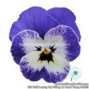 Hạt Giống Hoa Viola TG329 Blue