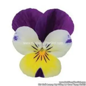 Hạt Giống Hoa Viola TG329 Lemon JumpUp