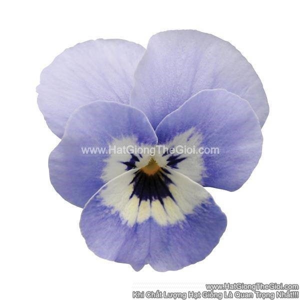 hat giong hoa viola tg329 marina