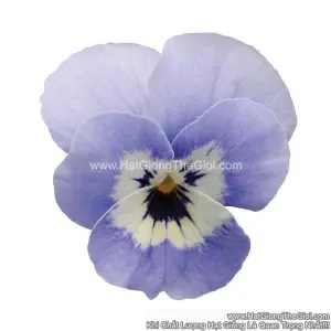 Hạt Giống Hoa Viola TG329 Marina