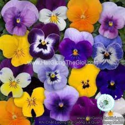 hat giong hoa viola tg329 mix