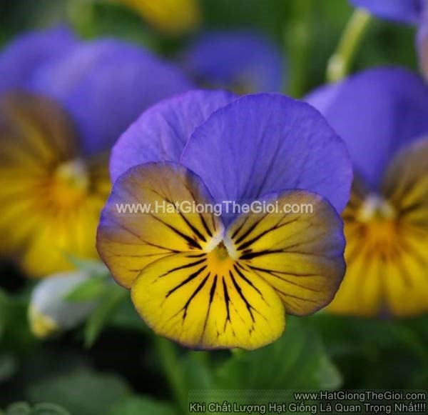 hat giong hoa viola tg329 morpho