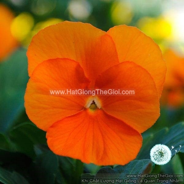 hat giong hoa viola tg329 orange