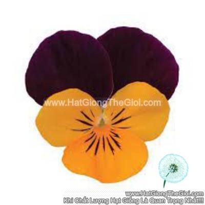 hat giong hoa viola tg329 orange jumpup