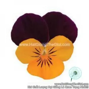 Hạt Giống Hoa Viola TG329 Orange JumpUp