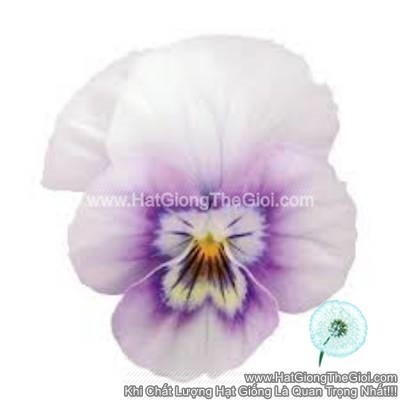 hat giong hoa viola tg329 pink halo