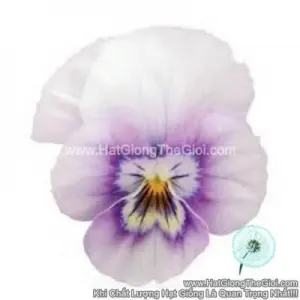 Hạt Giống Hoa Viola TG329 Pink Halo