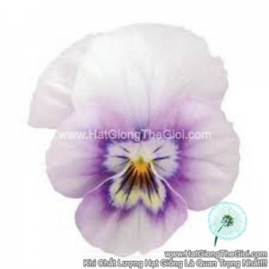 hat giong hoa viola tg329 pink halo