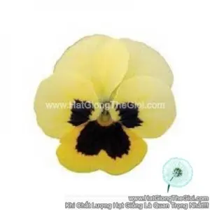 Hạt Giống Hoa Viola TG329 Primrose Blotch