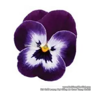 Hạt Giống Hoa Viola TG329 Purple Face