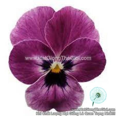 hat giong hoa viola tg329 raspberry