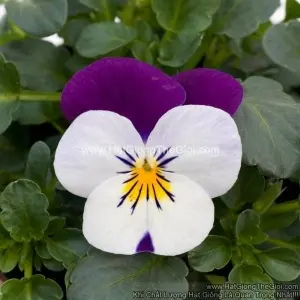 Hạt Giống Hoa Viola TG329 White JumpUp