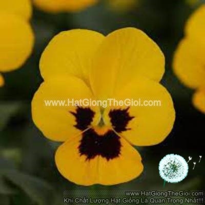 hat giong hoa viola tg329 yellow blotch