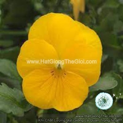 hat giong hoa viola tg329 yellow