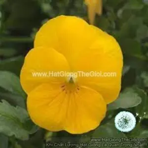 Hạt Giống Hoa Viola TG329 Yellow