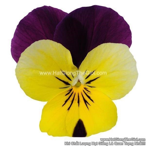hat giong hoa viola tg329 yellow jumpup