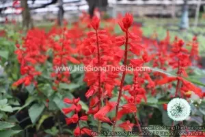 Hạt Giống Hoa Xác Pháo Đỏ Cao