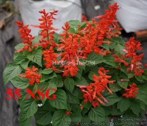 Hạt Giống Hoa Xác Pháo Đỏ Lùn 25cm