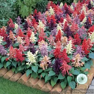 Hạt Giống Hoa Xác Pháo Mix Lùn 30cm