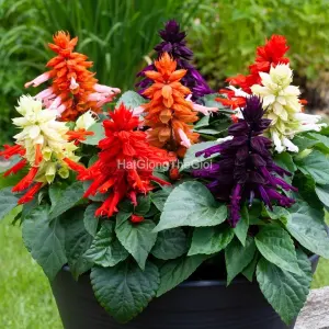 Hạt Giống Hoa Xác Pháo MOJAVE mix