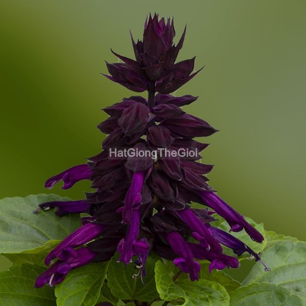 hat giong hoa xac phao mojave purple