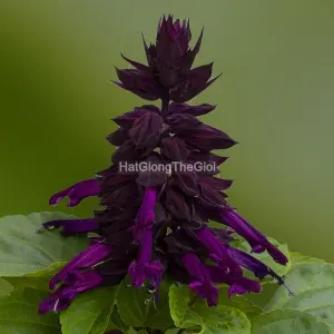 Hạt Giống Hoa Xác Pháo MOJAVE Purple