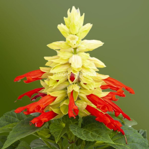 hat giong hoa xac phao mojave red bicolour