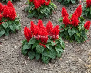 Hạt Giống Hoa Xác Pháo MOJAVE Red