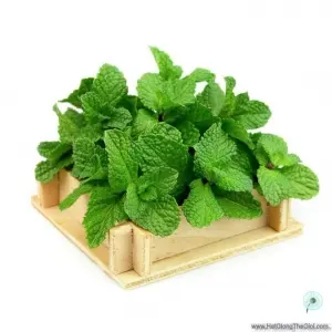 Hạt Giống Húng Bạc Hà Âu - Húng Lũi Âu (Mentha arvensis)