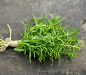 Hạt Giống Húng Núi Winter Savory