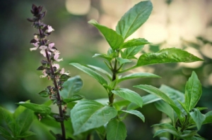 hat giong hung que  ocimum basilicum