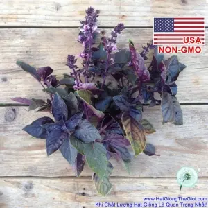 Hạt Giống Húng Tây Basil Đen - Rubin (Ocimum basilicum)