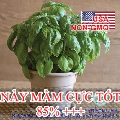 hat giong rau thom   hung tay basil y genovese  ocimum basilicum