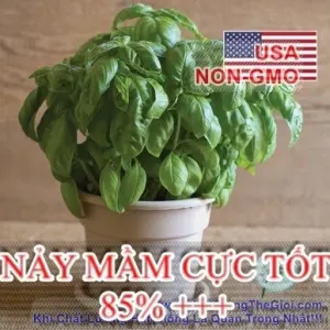 Hạt Giống Rau Thơm - Húng Tây Basil Ý Genovese (Ocimum basilicum)