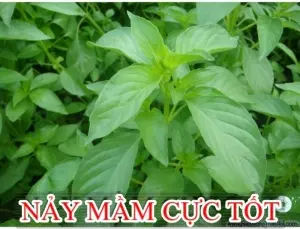 Hạt Giống Húng Thơm Trắng | Rau É Trắng | Rau Gia Vị