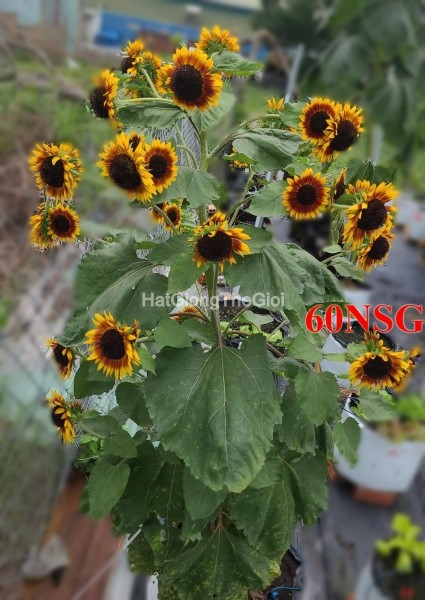 hat giong huong duong sieu thap cao deep red tg421