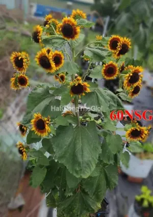 Hạt Giống Hướng Dương Siêu Tháp Cao Deep Red TG421