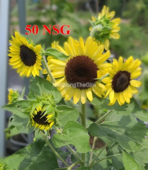 hat giong huong duong sieu thap cao donna tg421