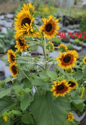 Hạt Giống Hướng Dương Siêu Tháp Lỡ Bicolor TG420