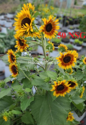 hat giong huong duong sieu thap lo bicolor tg420