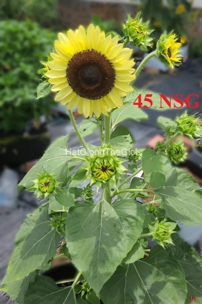 hat giong huong duong sieu thap lo donna tg420