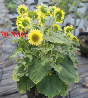 Hạt Giống Hướng Dương Siêu Tháp Lỡ Lemon TG420